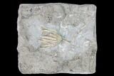 Fossil Crinoid (Eretmocrinus) - Gilmore City, Iowa #149033-1